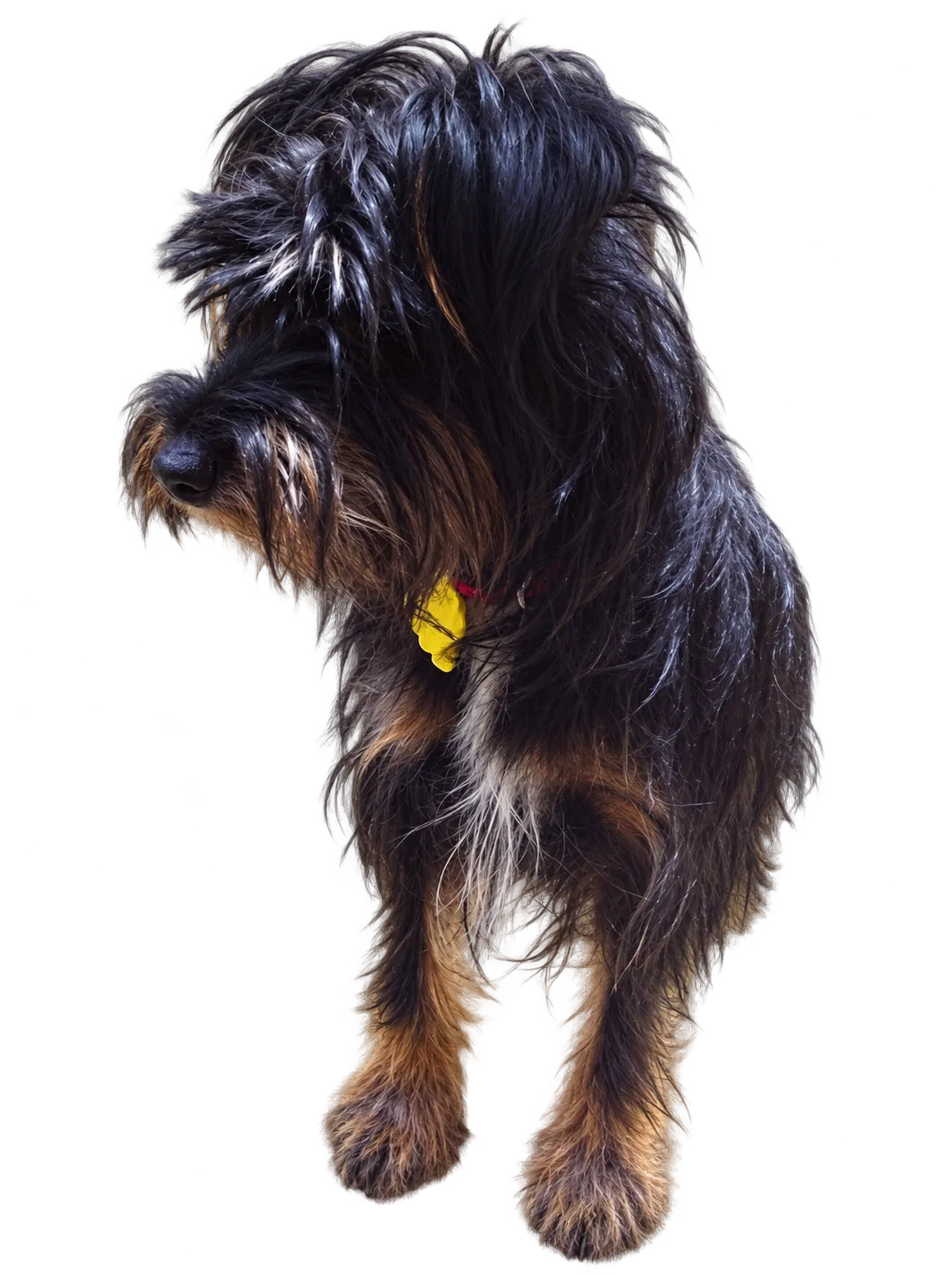 A small black dog standing in the sunlight beside a window.