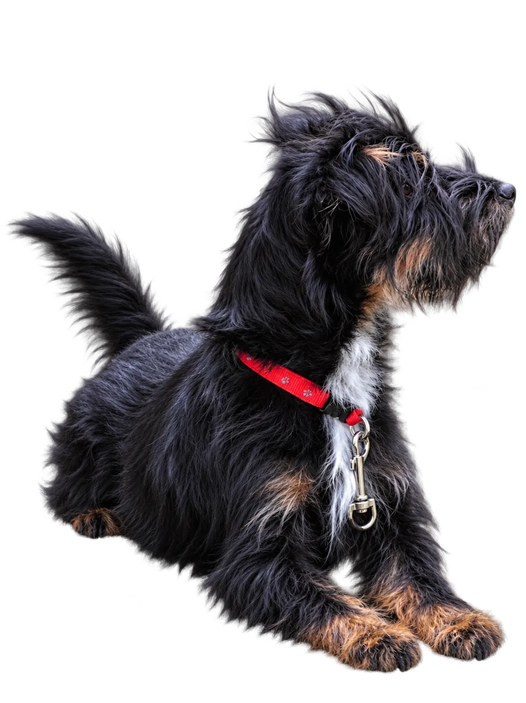 A small black dog sitting on the grass and looking attentively to the side.
