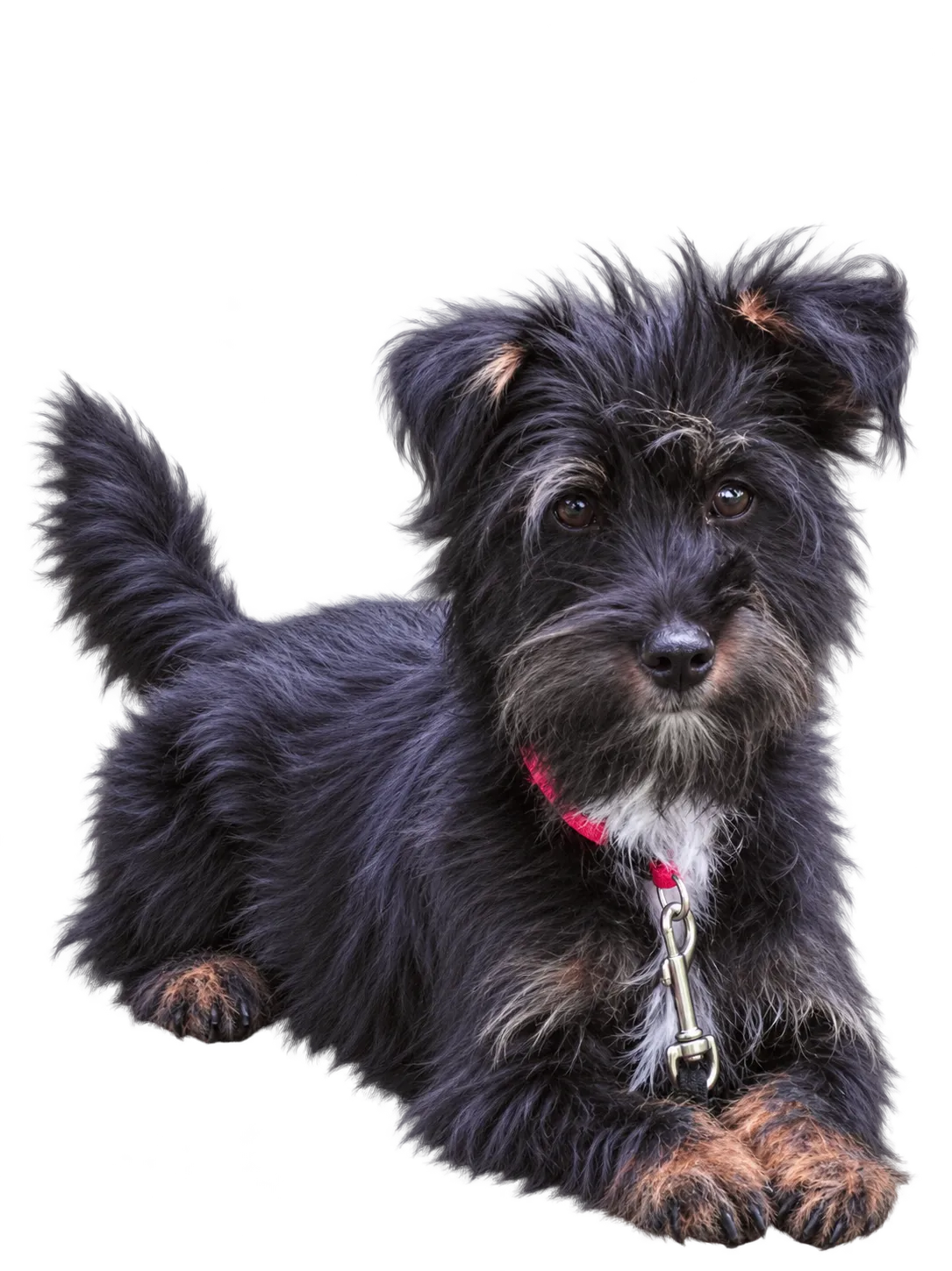 A small black dog sitting on the grass wearing a red collar.